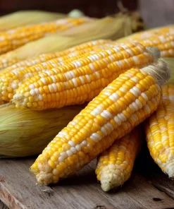 Peaches & Cream Sweet Corn Seeds - 30 Bi-Color Seeds, Early Maturing - Image 5