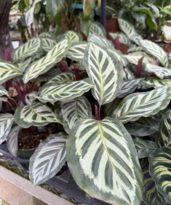 Peacock Plant Live (Calathea makoyana) - Indoor Prayer Plant Houseplant - Image 2