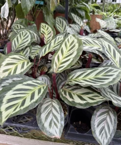 Peacock Plant Live (Calathea makoyana) - Indoor Prayer Plant Houseplant - Image 3