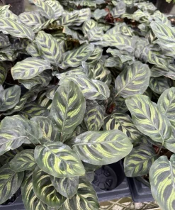 Peacock Plant Live (Calathea makoyana) - Indoor Prayer Plant Houseplant - Image 4