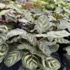 Peacock Plant Live (Calathea makoyana) - Indoor Prayer Plant Houseplant - Image 1
