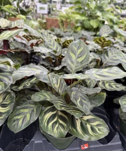 Peacock Plant Live (Calathea makoyana) - Indoor Prayer Plant Houseplant - Image 1