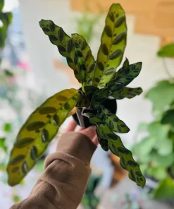 Peacock Plant Live Calathea makoyana Prayer Plant Indoor Houseplant - Image 1