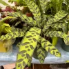 Peacock Plant Live (Calathea Makoyana) - Vibrant Prayer Plant Houseplant - Image 1