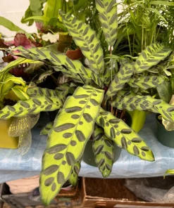 Peacock Plant Live (Calathea Makoyana) - Vibrant Prayer Plant Houseplant - Image 1