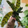 Peacock Plant Live Plant - Calathea Makoyana Houseplant Indoor - Image 1