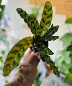 Peacock Plant Live Plant - Calathea Makoyana Houseplant Indoor - Image 1