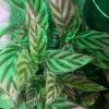 Peacock Plant Live Plant - Vibrant Indoor Houseplant Foliage - Image 1