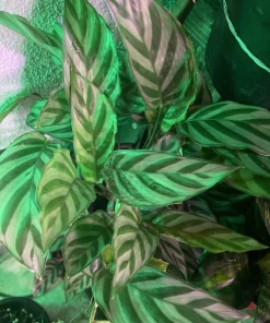 Peacock Plant Live Plant - Vibrant Indoor Houseplant Foliage - Image 1
