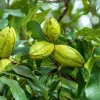 Pecan Nut Trees Live Plants - 2 Pack, 6-12 inches Tall, Quart Pot - Image 1