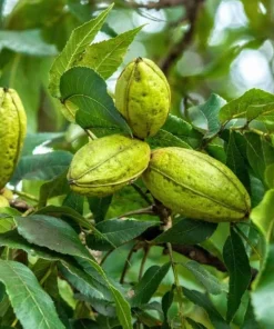 Pecan Nut Trees Live Plants - 2 Pack, 6-12 inches Tall, Quart Pot - Image 1