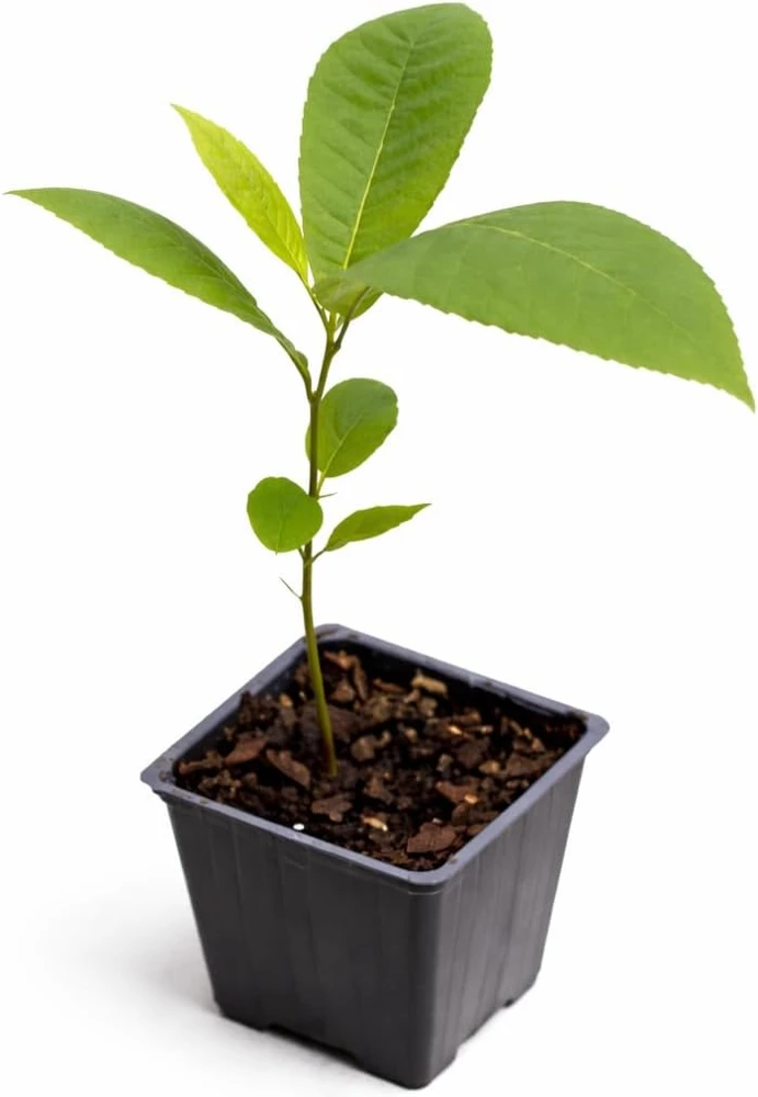 Pecan Nut Trees Live Plants - 2 Pack, 6-12 inches Tall, Quart Pot - Image 2