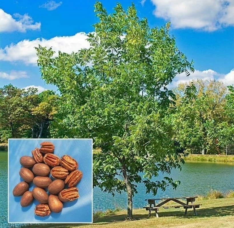 Pecan Nut Trees Live Plants - 2 Pack, 6-12 inches Tall, Quart Pot - Image 6