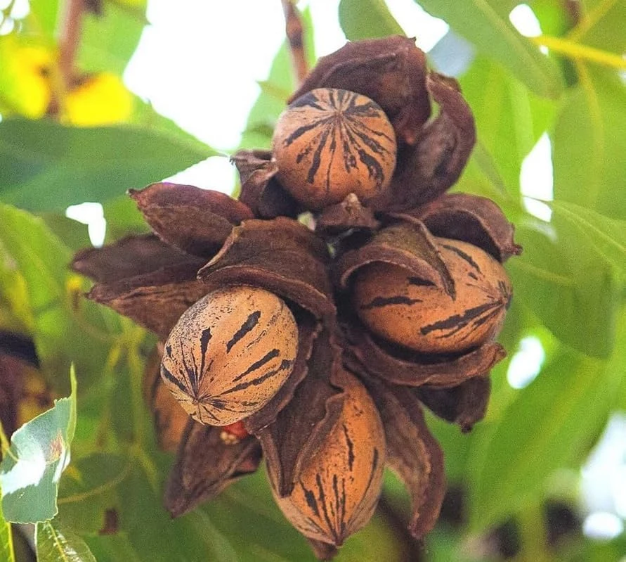 Pecan Nut Trees Live Plants - 2 Pack, 6-12 inches Tall, Quart Pot - Image 8