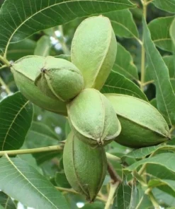 Pecan Tree Live Plant 6-12