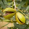 Pecan Tree Live Plant 6-12" Tall - Hardy Carya illinoinensis Seedling for Nuts - Image 1