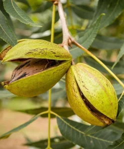 Pecan Tree Live Plant 6-12" Tall - Hardy Carya illinoinensis Seedling for Nuts - Image 1