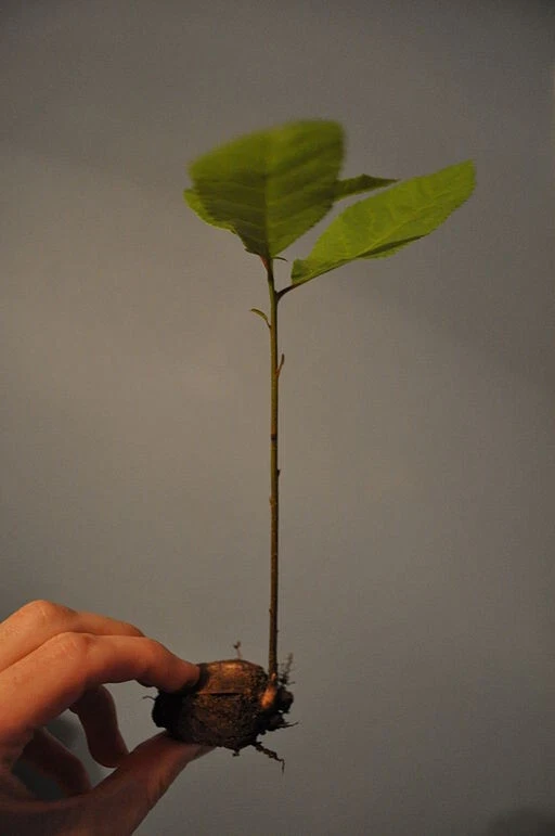 Pecan Tree Seedlings Live Plants - 8+ Inches Tall - Set of 2 - Outdoor Nut Tree - Image 2
