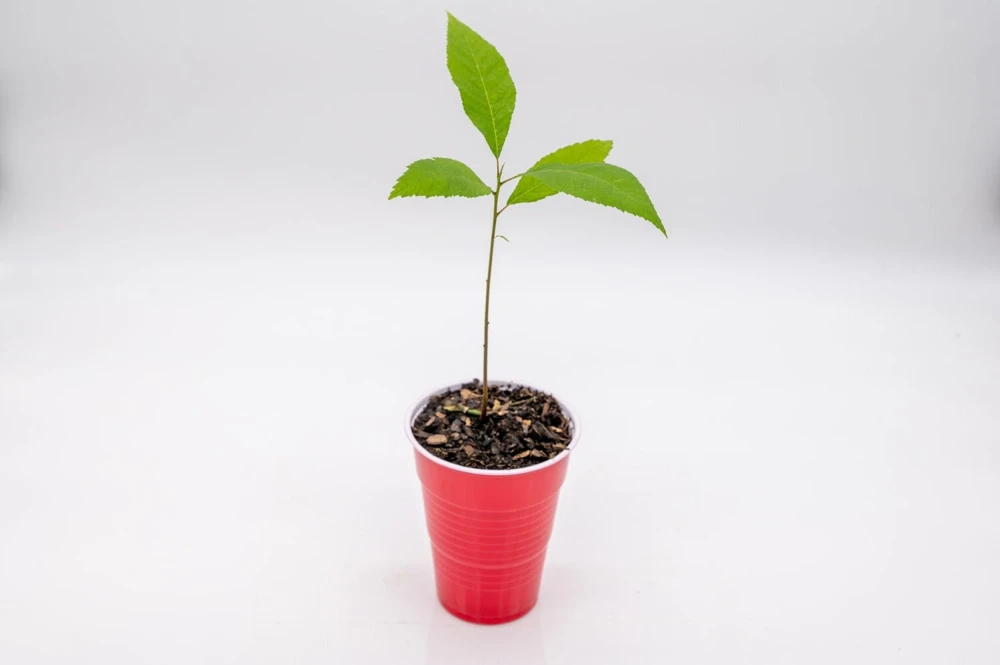 Pecan Tree Seedlings Live Plants - 8+ Inches Tall - Set of 2 - Outdoor Nut Tree - Image 3
