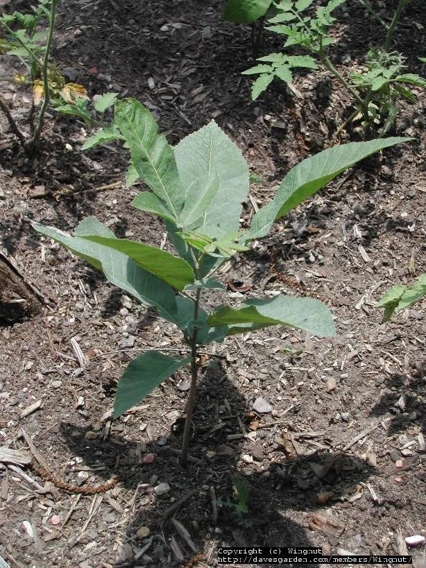Pecan Tree Seedlings Live Plants - 8+ Inches Tall - Set of 2 - Outdoor Nut Tree - Image 4