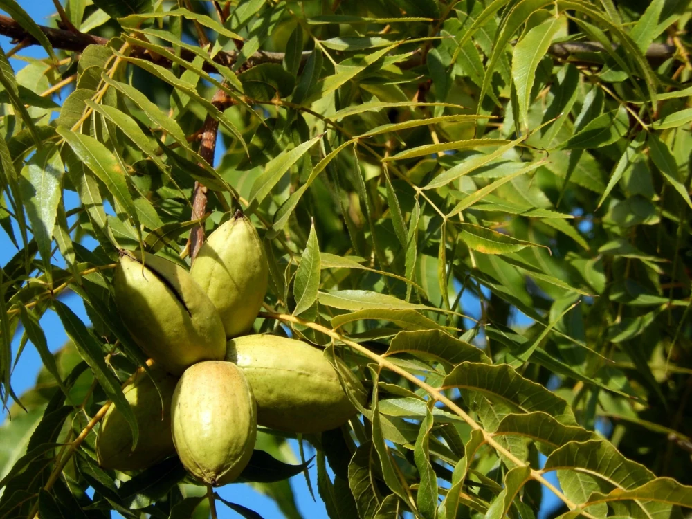 Pecan Tree Seedlings Live Plants - 8+ Inches Tall - Set of 2 - Outdoor Nut Tree - Image 5