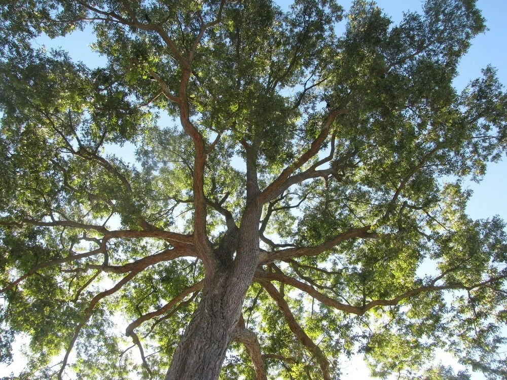 Pecan Tree Seedlings Live Plants - 8+ Inches Tall - Set of 2 - Outdoor Nut Tree - Image 6