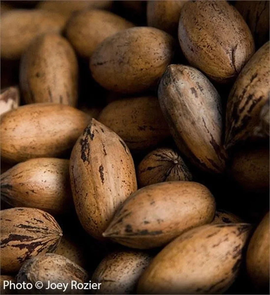 Pecan Tree Seedlings Live Plants - 8+ Inches Tall - Set of 2 - Outdoor Nut Tree - Image 1