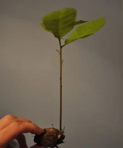 Pecan Tree Seedlings Live Plants - Set of 2, 8+ Inches Tall, Outdoor - Image 2