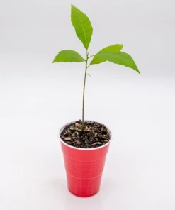 Pecan Tree Seedlings Live Plants - Set of 2, 8+ Inches Tall, Outdoor - Image 3