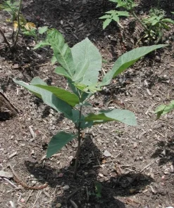 Pecan Tree Seedlings Live Plants - Set of 2, 8+ Inches Tall, Outdoor - Image 4