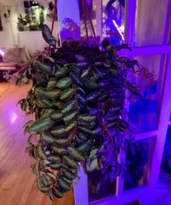 Pellionia Repens Live Cutting - Watermelon Begonia Trailing Houseplant - Image 1