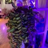 Pellionia Repens Live Plant - Trailing Vine Houseplant - Image 1