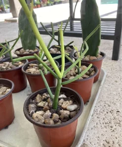 Pencil Cactus Live Plant – Euphorbia tirucalli Succulent – Easy Care Potted Houseplant - Image 1