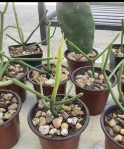 Pencil Cactus Live Plant in Pot - Euphorbia tirucalli, Indoor Succulent - Image 2