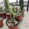 Pencil Cactus Live Plant in Pot - Euphorbia tirucalli, Indoor Succulent - Image 1