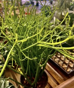 Pencil Cactus Live Plant, Medium Euphorbia tirucalli Succulent, Potted - Image 1