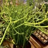 Pencil Cactus Live Plant – Medium Size Potted Succulent – Euphorbia tirucalli - Image 1