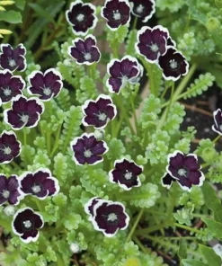 Penny Black Nemophila Seeds – Deep Purple-Black Flowers – 50 Seeds – Compact Annual - Image 1