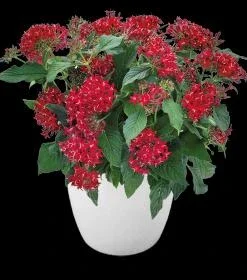 Pentas Cranberry Punch Live Plants - 2 Pack, 5-9" Tall, Magenta Pink Flowers, Outdoor - Image 2