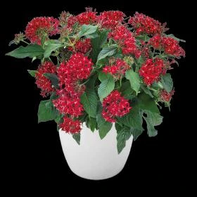 Pentas Cranberry Punch Live Plants - 2 Pack, 5-9" Tall, Magenta Pink Flowers, Outdoor - Image 2