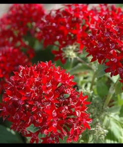 Pentas Cranberry Punch Live Plants - 2 Pack, 5-9