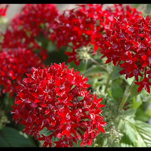 Pentas Cranberry Punch Live Plants - 2 Pack, 5-9" Tall, Magenta Pink Flowers, Outdoor - Image 3