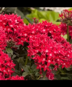 Pentas Cranberry Punch Live Plants - 2 Pack, 5-9