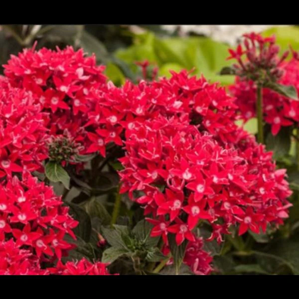 Pentas Cranberry Punch Live Plants - 2 Pack, 5-9" Tall, Magenta Pink Flowers, Outdoor - Image 4