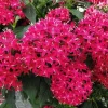 Pentas Cranberry Punch Live Plants - 2 Pack, 5-9" Tall, Magenta Pink Flowers, Outdoor - Image 1