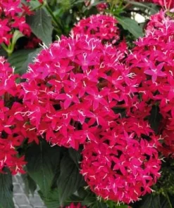 Pentas Cranberry Punch Live Plants - 2 Pack, 5-9" Tall, Magenta Pink Flowers, Outdoor - Image 1