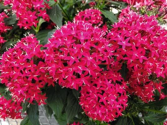 Pentas Cranberry Punch Live Plants - 2 Pack, 5-9" Tall, Magenta Pink Flowers, Outdoor - Image 1