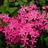 Pentas Jessica Punch Live Plants - 2 Pack, 5-9 inches Tall, Vibrant Pink Flowers, Egyptian Starcluster - Image 1