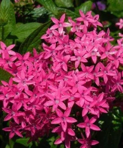 Pentas Jessica Punch Live Plants - 2 Pack, 5-9 inches Tall, Vibrant Pink Flowers, Egyptian Starcluster - Image 1
