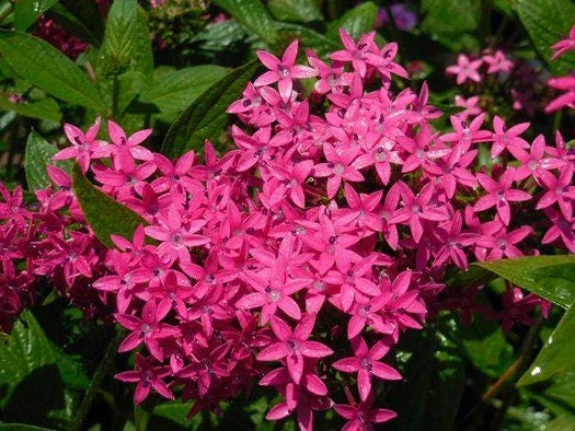 Pentas Jessica Punch Live Plants - 2 Pack, 5-9 inches Tall, Vibrant Pink Flowers, Egyptian Starcluster - Image 1